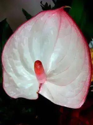 antúrio - antúrio branco e rosa 