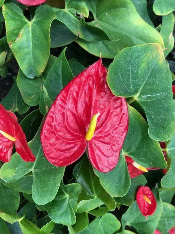 antúrio - antúrio vermelho com folhas verdes 