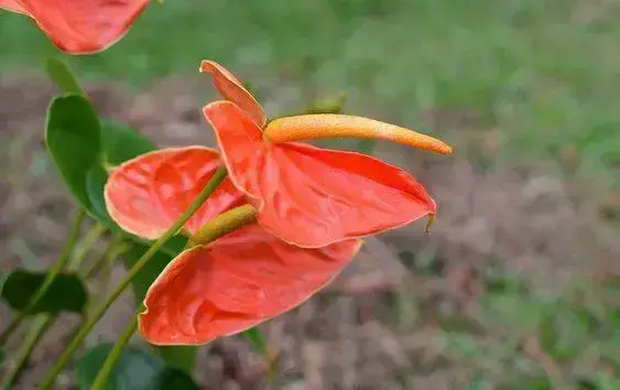 antúrio - flores de antúrio 