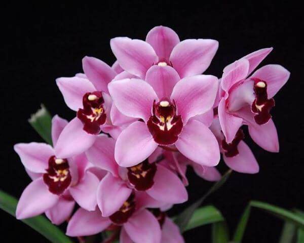Flor orquídea rara
