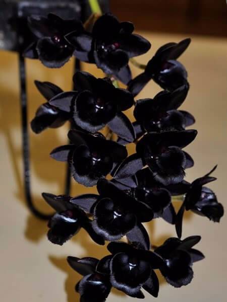 Orquídea negra do tipo rara