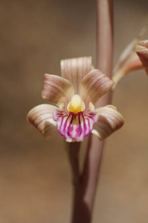 Orquídea rara Colemans Coral Root
