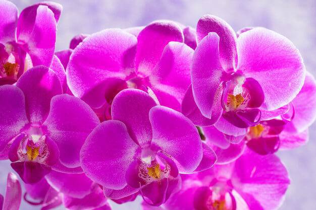 Orquídea rara no tom violeta