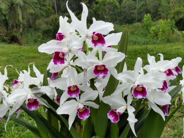 Orquídeas raras