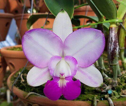 Orquídeas raras Cattleya Walkeriana Feiticeira