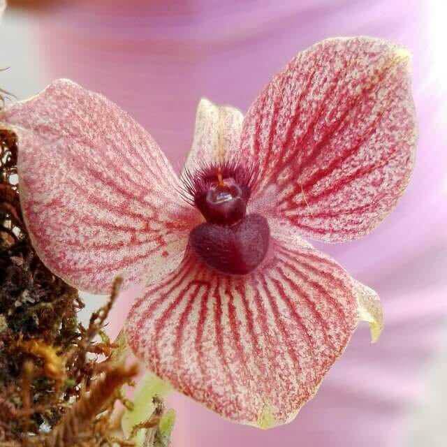 Orquídeas raras da espécie Telipogon Diabolicus Picdeer