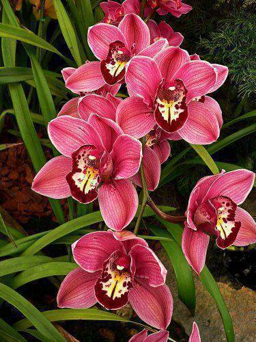 Orquídeas raras e exóticas