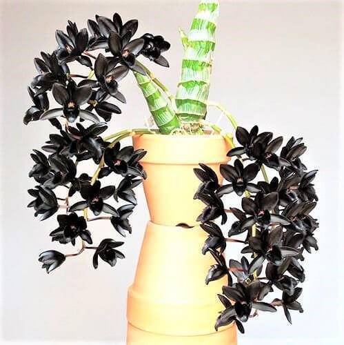Orquídeas raras espécie orquídea negra
