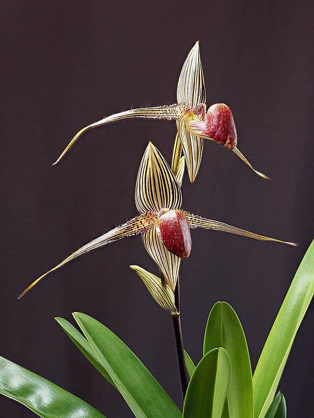 Fotos orquídeas espécies Paphiopedilum Rothschildianum