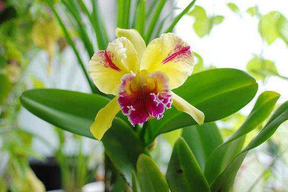 Orquídeas raras amarelo e rosa