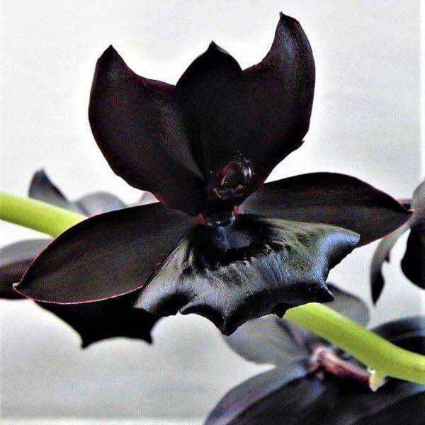 Orquídea negra super rara