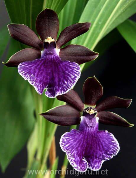 Orquídeas raras negra com detalhes roxo