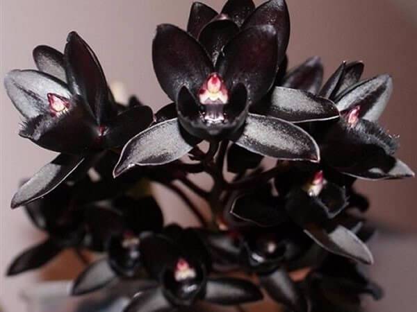Orquídeas raras orquidário