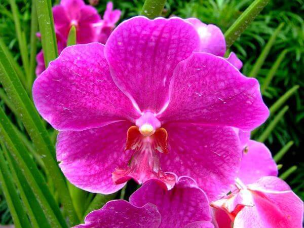 Orquídeas raras da espécie "feiticeira"