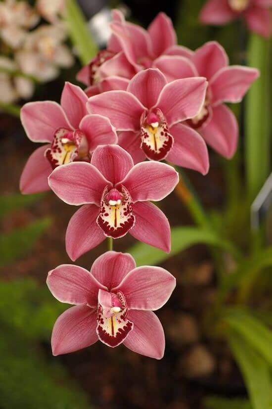 Orquídeas raras para colocar no jardim