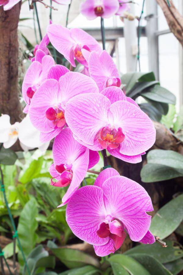 Orquídeas raras