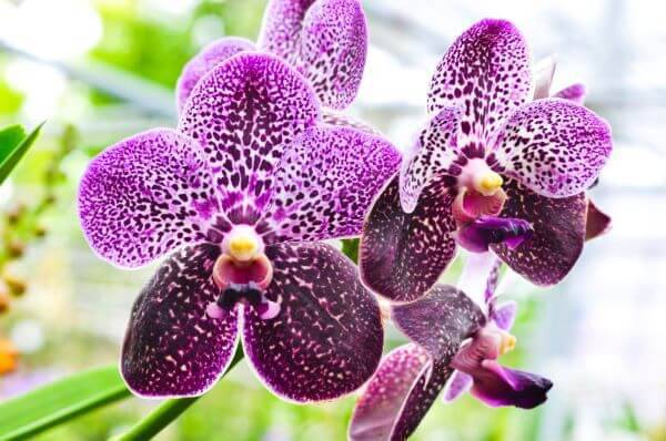 Orquídeas raras em tons de roxo