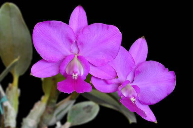 Orquídeas espécies raras: Cettleya Walkeriana