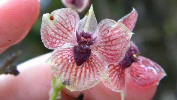 Orquídea telipogon diabolicus