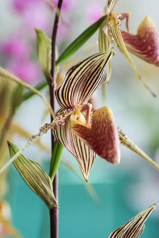 Orquídeas raras da espécie Paph Rothschildianum 