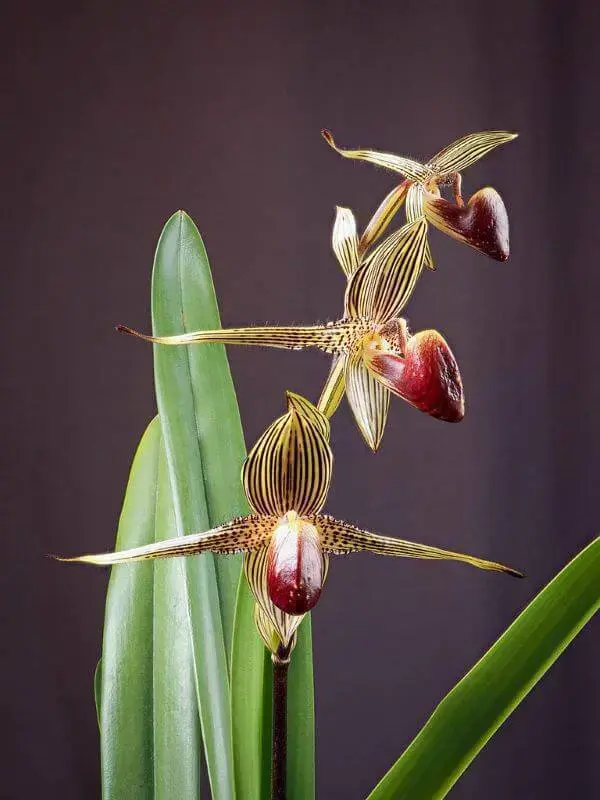 Conheça as orquídeas raras