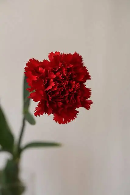 flores vermelhas