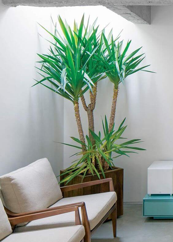 plantas de sombra para decorar a sala de estar