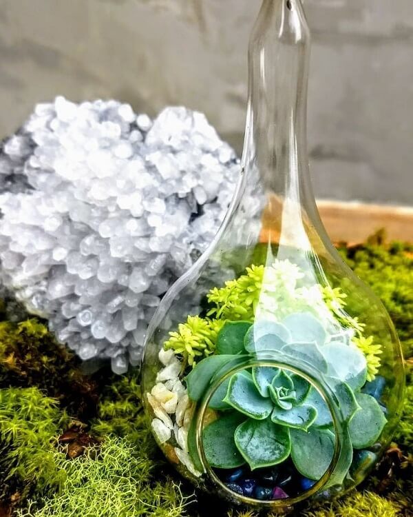 Cultive suculentas dentro do cachepot de vidro