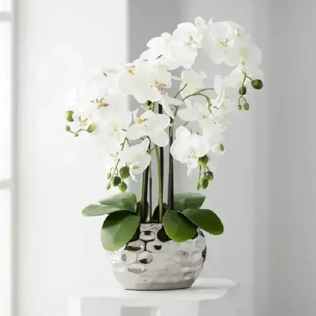A beleza única da orquídea branca, então aprenda como cuidar de orquídea
