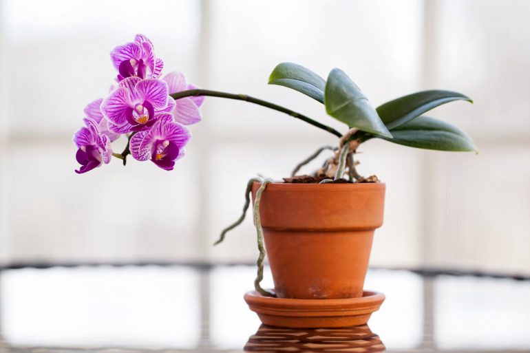 Como cuidar de orquídea em casa