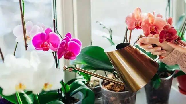 Como cuidar de orquídea em pequenas jardineiras na janela