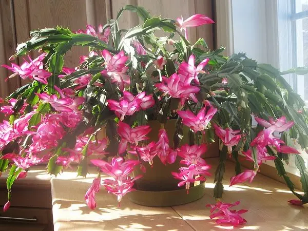 A Flor de Maio é uma das plantas suculentas com flores multicoloridas