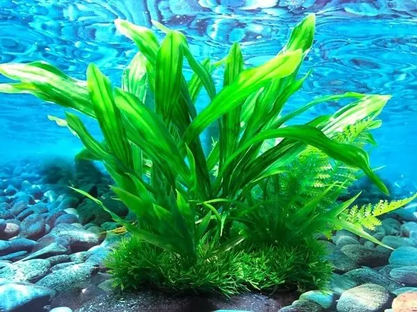 A amazonense é uma espécie de planta para aquário
