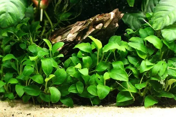 A anúbia anã é uma espécie de planta para aquário