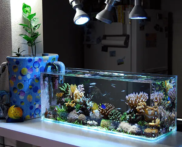 A iluminação artificial pode ajudar na manutenção das plantas para aquário
