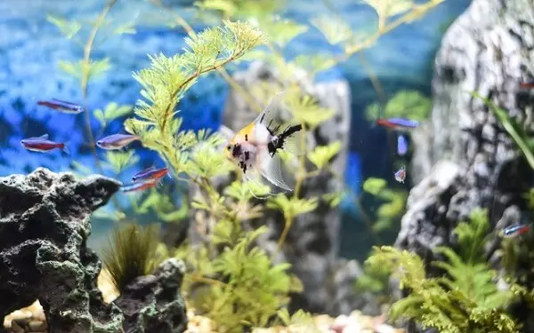 As plantas para aquário natural auxiliam na oxigenação da água