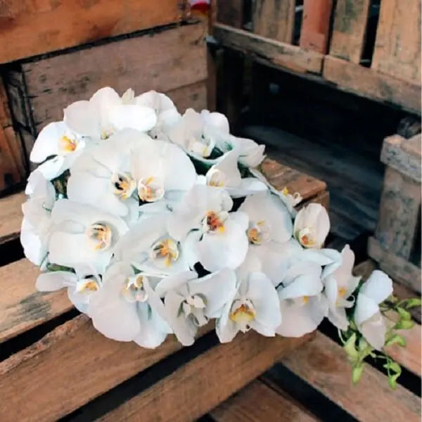 Flores tropicais buques de orquídeas brancas 