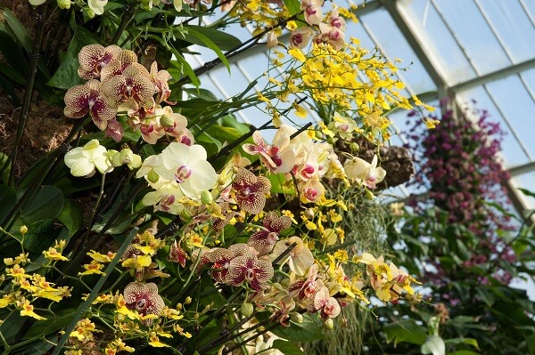 Flores tropicais orquídeas coloridas