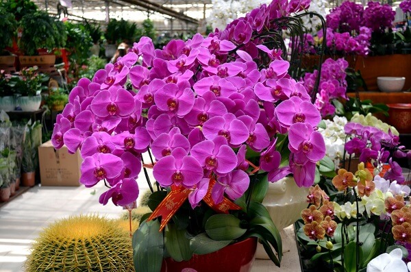 Flores tropicais orquídeas roxas