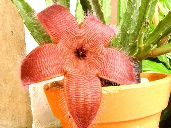 O Cacto-estrela é uma das plantas suculentas com flores