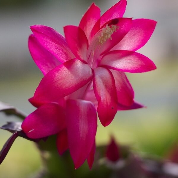 flor de maio cor de rosa