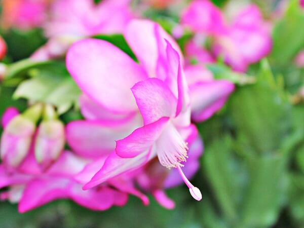 flor de maio rosa no jardim