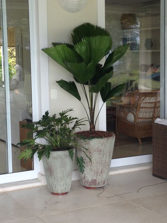 Palmeira leque em vaso na entrada de casa