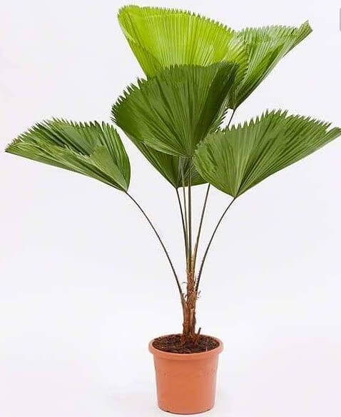 A palmeira de leque precisa de sol para crescer saudável 