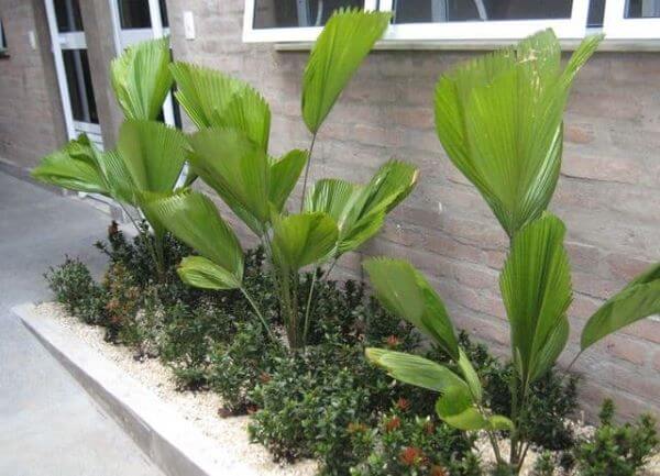 Use os diferentes tipos de palmeiras leque para decorar seu jardim