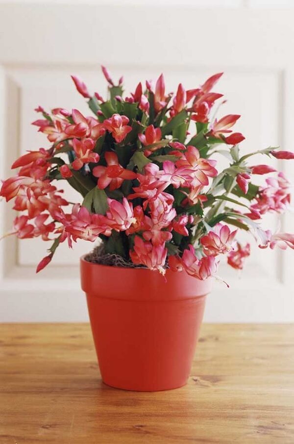 planta flor de maio vaso
