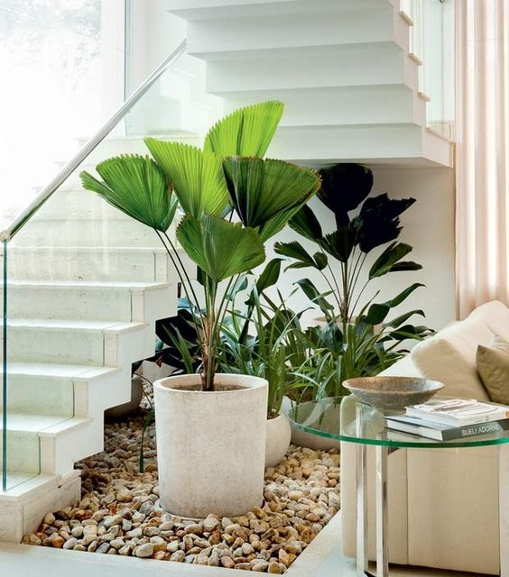 Sala de estar decorada com palmeira leque em vaso