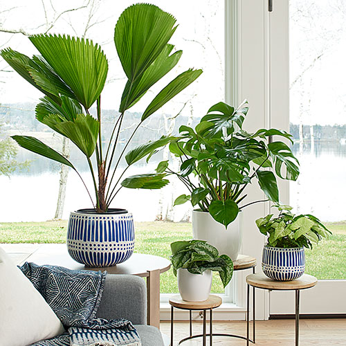 Vaso de plantas como palmeira leque 