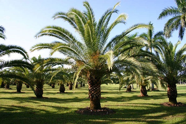 A Palmeira-das-canárias é um tipo de coqueiro de jardim