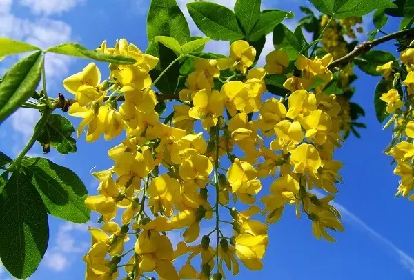 Árvore com flores amarelas de Acácia em pleno sol